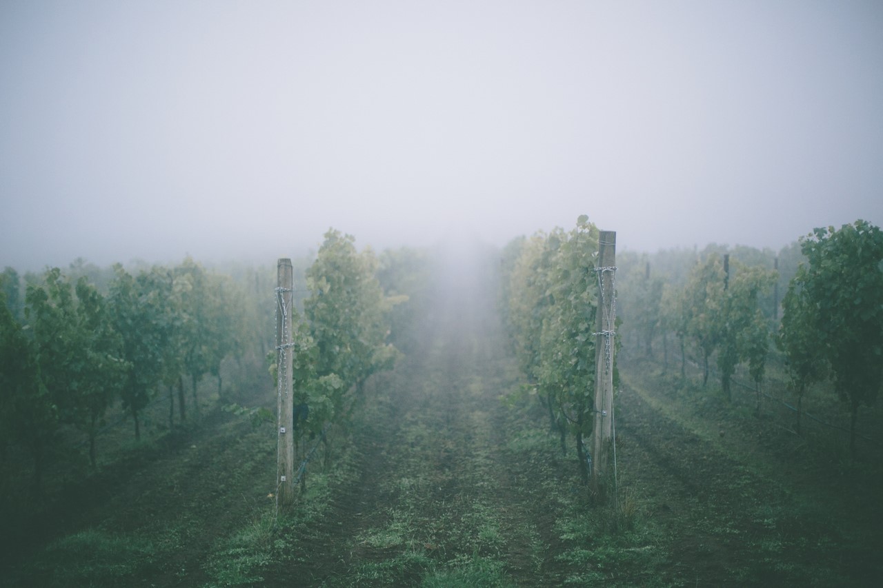 Mystic Hills in the Vineyard